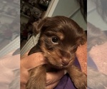 Small Photo #3 Yorkshire Terrier Puppy For Sale in HUDSON, FL, USA