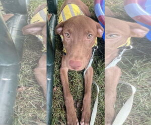 Chocolate Labrador retriever-Unknown Mix Dogs for adoption in NYC, NY, USA