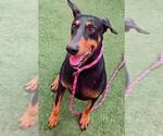Small Doberman Pinscher