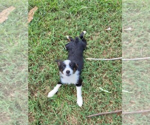 Miniature Australian Shepherd Puppy for sale in SWAN, TX, USA