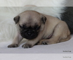Small Photo #65 Pug Puppy For Sale in WINNSBORO, TX, USA
