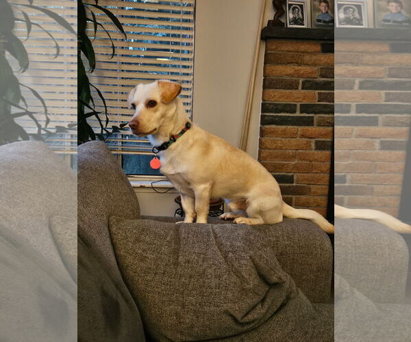 Medium Photo #4 Dachsador Puppy For Sale in Bellevue, WA, USA