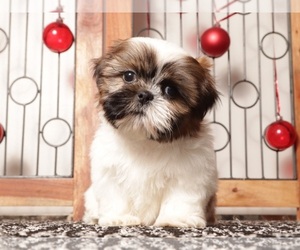 Medium Shih Tzu