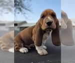 Puppy Marshmallow Basset Hound