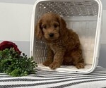 Small #4 Cavapoo