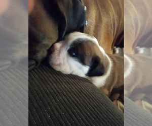 Medium Boxer