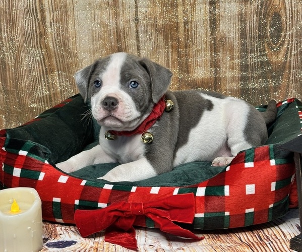 Medium Photo #1 American Bully Puppy For Sale in NORFOLK, VA, USA