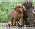 Small #1 Vizsla