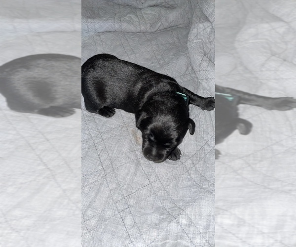 Medium Photo #16 Labrador Retriever Puppy For Sale in CORAL SPRINGS, FL, USA