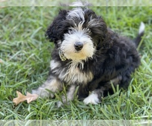 Bernedoodle Puppy for sale in WAXHAW, NC, USA