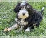 Small Bernedoodle