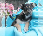 Small German Shepherd Dog Mix