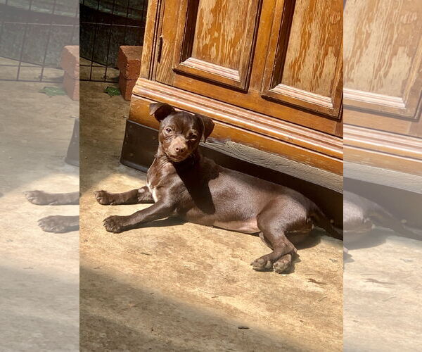 Medium Photo #1 Chug Puppy For Sale in Santa Clarita, CA, USA