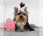 Small #2 Yorkshire Terrier