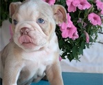 Small #1 English Bulldog