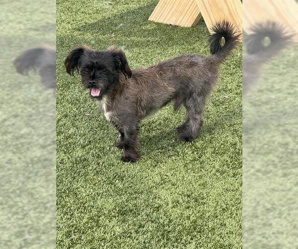 Medium Photo #1 Shih Tzu-Unknown Mix Puppy For Sale in Pearland, TX, USA