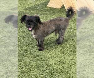 Shih Tzu-Unknown Mix Dogs for adoption in Pearland, TX, USA