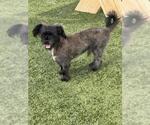 Small Shih Tzu Mix