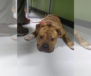 Bulldog-Unknown Mix Dogs for adoption in Temple, TX, USA