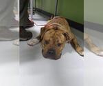 Small Bulldog Mix