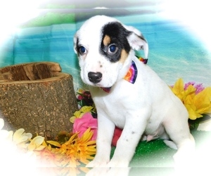 Australian Cattle Dog-Rat Terrier Mix Puppy for sale in HAMMOND, IN, USA