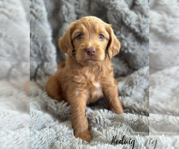 Medium Photo #1 Double Doodle Puppy For Sale in VINEYARD, UT, USA