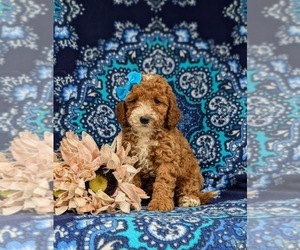 Poodle (Miniature) Puppy for Sale in EPHRATA, Pennsylvania USA