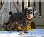Small Photo #2 Cavapoo Puppy For Sale in MILLERSBURG, OH, USA