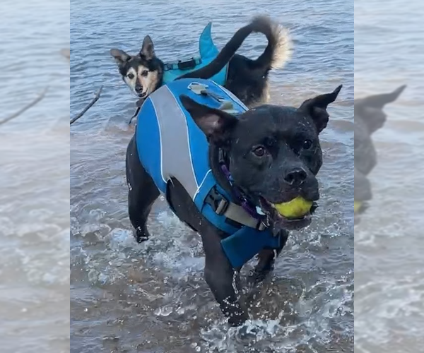 Medium Photo #4 Bull-Boxer Puppy For Sale in Decatur, GA, USA