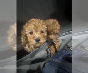 Poodle (Toy) Puppy for sale in CAMBRIDGEPORT, MA, USA