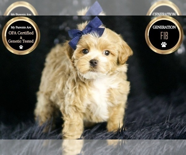 Medium Photo #78 Maltipoo Puppy For Sale in WARSAW, IN, USA