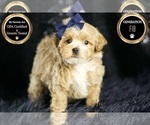 Small Photo #78 Maltipoo Puppy For Sale in WARSAW, IN, USA