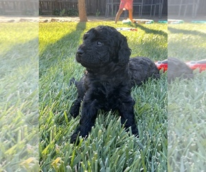 Doodle-Poodle (Miniature) Mix Puppy for sale in STOCKTON, CA, USA