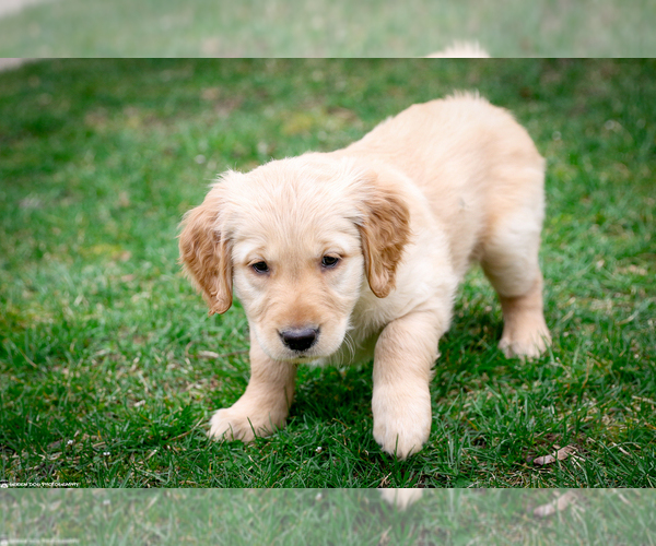 Medium Photo #15 Golden Retriever Puppy For Sale in GRAND RAPIDS, MI, USA