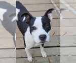 Small #3 Mutt