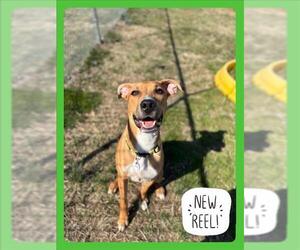 Labrador Retriever-Unknown Mix Dogs for adoption in Forestville, MD, USA