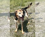 Small #3 Beagle