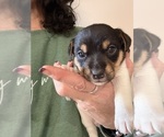 Small Photo #16 Jack Russell Terrier Puppy For Sale in FREEMAN, MO, USA