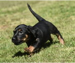 Small #6 Dachsador