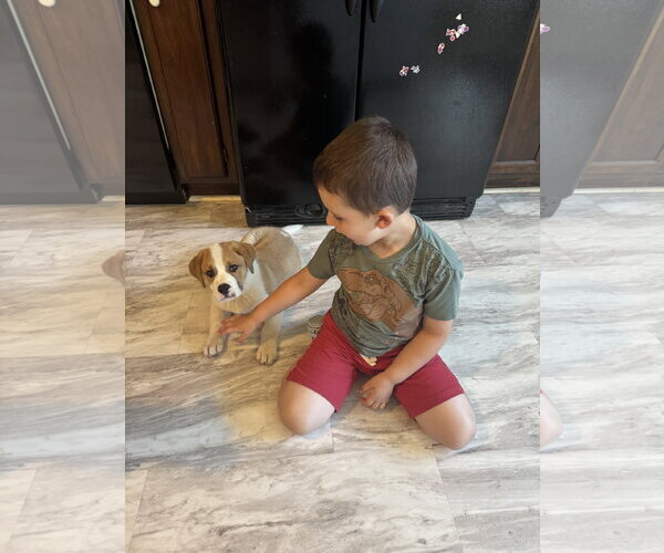 Medium Photo #3 Saint Pyrenees Puppy For Sale in Fenton, MO, USA