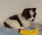 Small Photo #15 Pomsky Puppy For Sale in RAMONA, CA, USA
