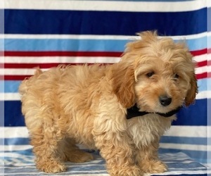 Cavapoo Puppy for sale in LANCASTER, PA, USA