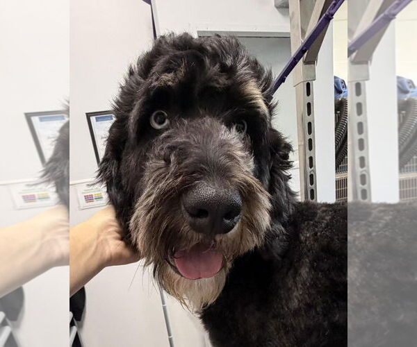 Medium Photo #2 Bernedoodle Puppy For Sale in Valrico, FL, USA