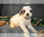 Small Photo #22 Bernedoodle (Miniature) Puppy For Sale in NAPPANEE, IN, USA