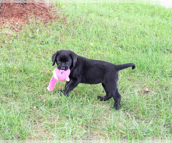 Medium Photo #5 Labrador Retriever Puppy For Sale in SYRACUSE, IN, USA