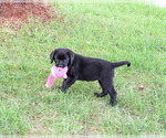 Small #4 Labrador Retriever