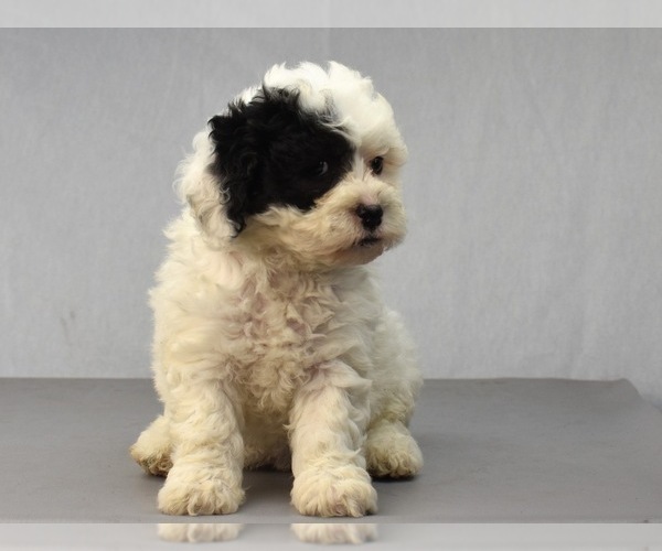 Medium Photo #8 Havanese-Maltipoo Mix Puppy For Sale in SAN DIEGO, CA, USA