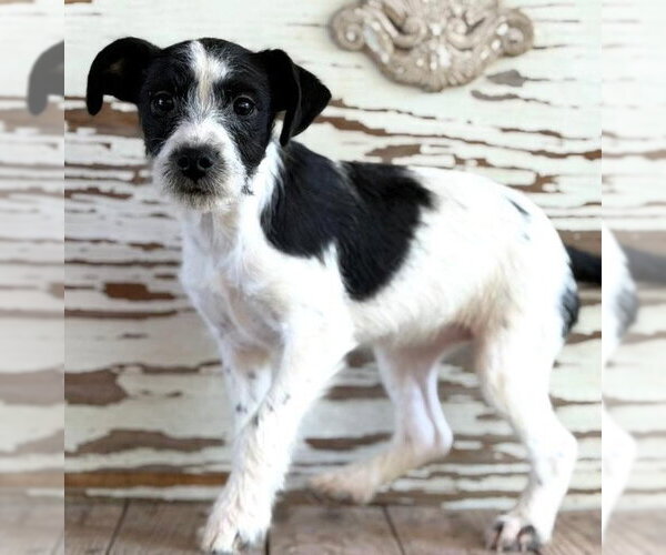 Medium Photo #1 Border Collie-Unknown Mix Puppy For Sale in Carrollton, TX, USA