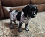 Small #6 German Shorthaired Pointer-Goldendoodle Mix