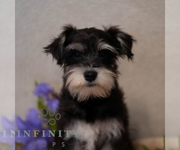 Medium Photo #1 Schnauzer (Miniature) Puppy For Sale in MIFFLINBURG, PA, USA